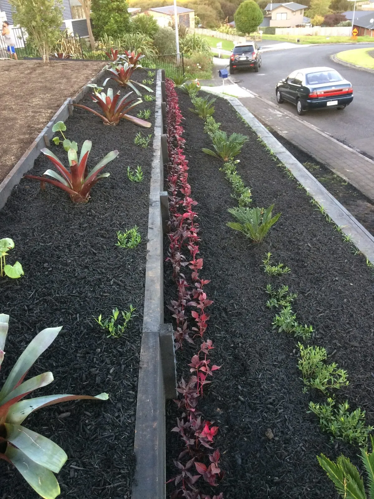 A long border of red and green bromeliads edging a driveway