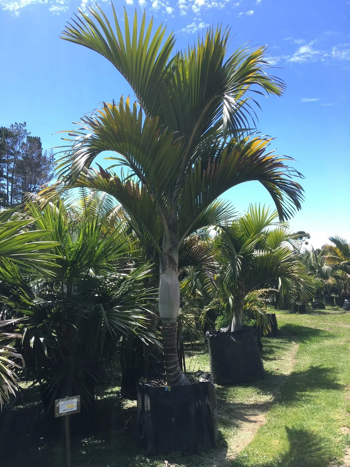 Mature palms standing on a clipped lawn