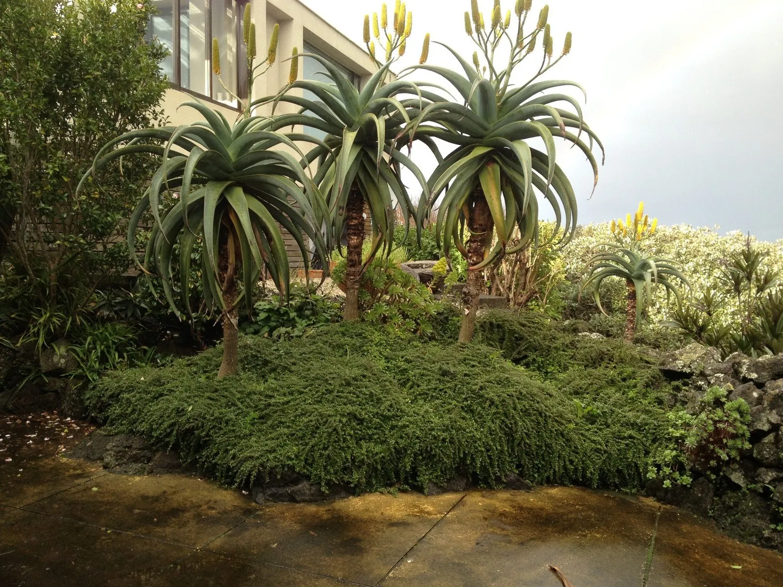 Aloes and succulent planting in an established bed