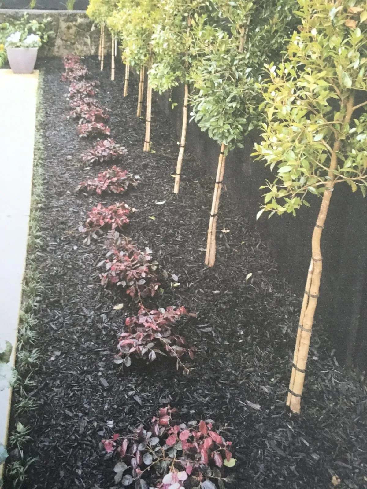 A freshly planted bed of young staked trees in dark mulch