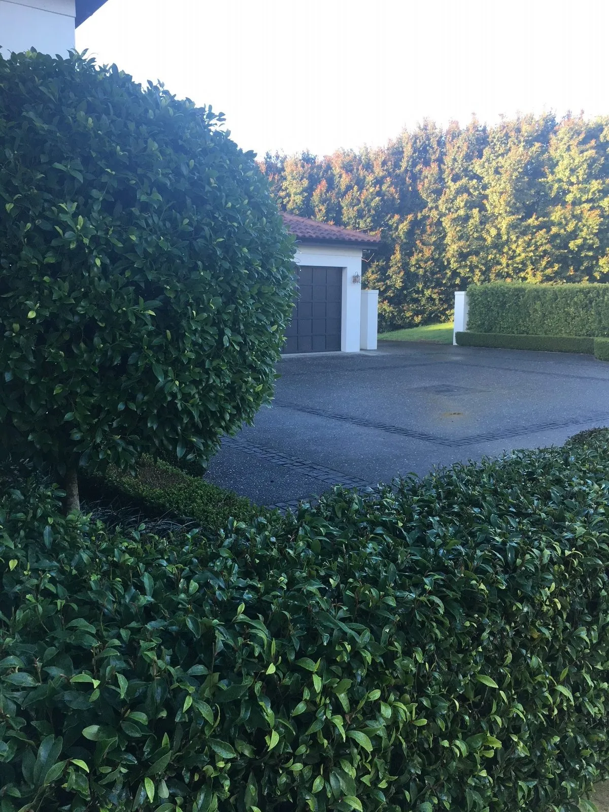 A large rounded hedge beside a sealed driveway